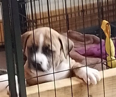 8 weeks old ready for forever homes!
