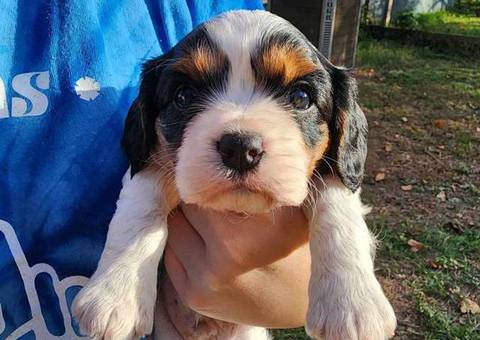 King Charles Spaniel puppies for sale