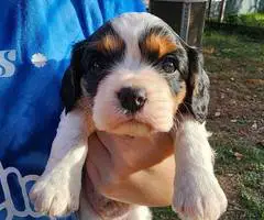 King Charles Spaniel puppies for sale