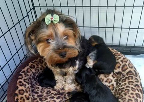 3 Stunning Yorkshire Terrier Puppies available