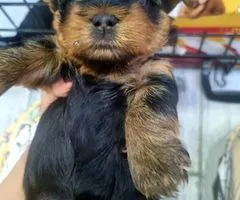 3 Stunning Yorkshire Terrier Puppies available