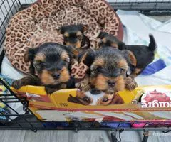3 Stunning Yorkshire Terrier Puppies available
