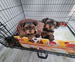 3 Stunning Yorkshire Terrier Puppies available