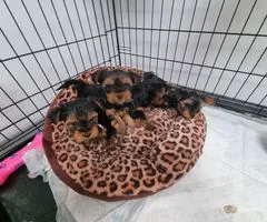 3 Stunning Yorkshire Terrier Puppies available