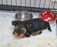 3 Stunning Yorkshire Terrier Puppies available