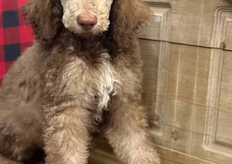 2 boy Standard Poodle puppies for sale