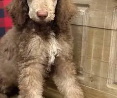 2 boy Standard Poodle puppies for sale