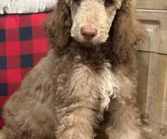 2 boy Standard Poodle puppies for sale