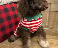 2 boy Standard Poodle puppies for sale