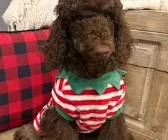 2 boy Standard Poodle puppies for sale
