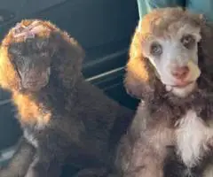 2 boy Standard Poodle puppies for sale