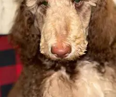 2 boy Standard Poodle puppies for sale