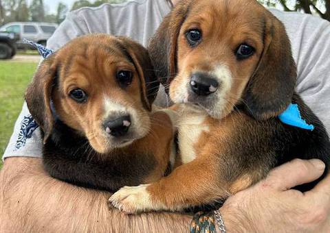 2 UKC Beagle puppies need a home