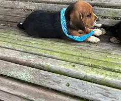 2 UKC Beagle puppies need a home