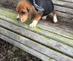 2 UKC Beagle puppies need a home