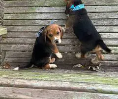 2 UKC Beagle puppies need a home