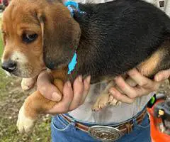 2 UKC Beagle puppies need a home
