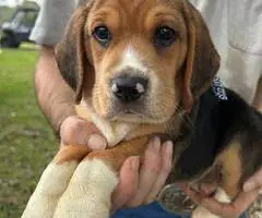 2 UKC Beagle puppies need a home