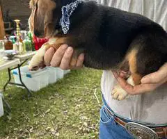 2 UKC Beagle puppies need a home