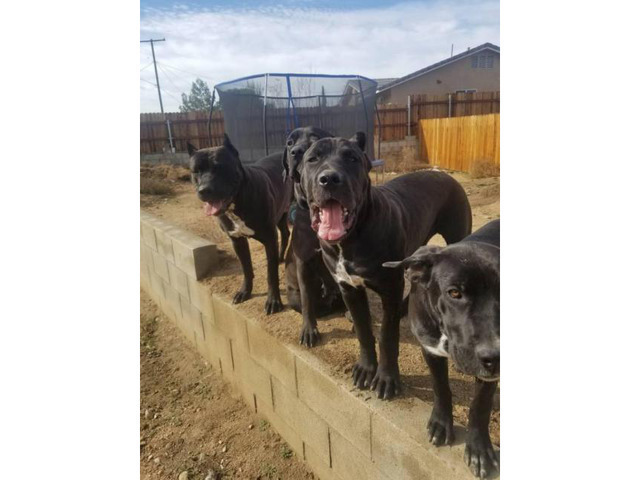 A litter of import blood Cane Corso puppies in Riverside