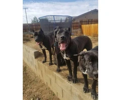 A litter of import blood Cane Corso puppies - 1