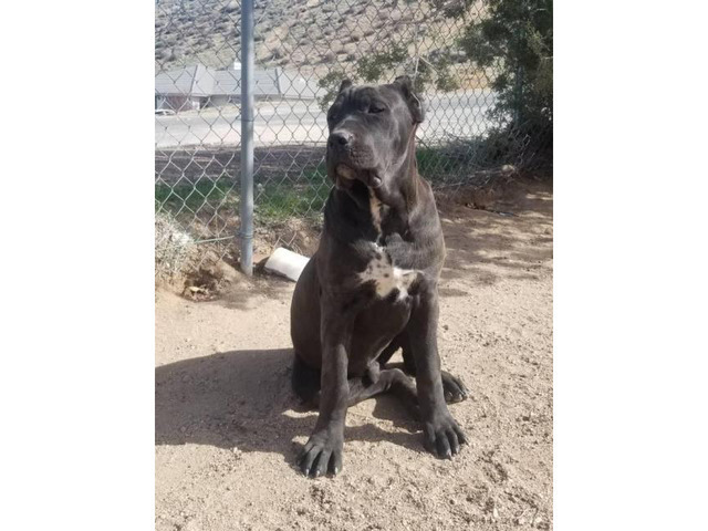 A litter of import blood Cane Corso puppies in Riverside