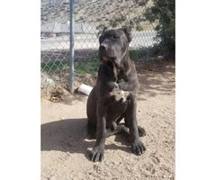 A litter of import blood Cane Corso puppies - 5