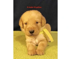 Beautiful F1 Labradoodle puppies with full CKC registration rights - 1