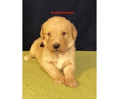Beautiful F1 Labradoodle puppies with full CKC registration rights - 3