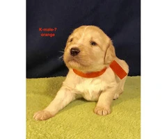 Beautiful F1 Labradoodle puppies with full CKC registration rights - 4
