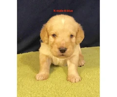 Beautiful F1 Labradoodle puppies with full CKC registration rights - 5