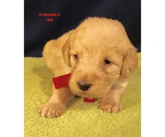 Beautiful F1 Labradoodle puppies with full CKC registration rights - 6