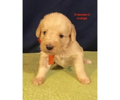 Beautiful F1 Labradoodle puppies with full CKC registration rights - 7
