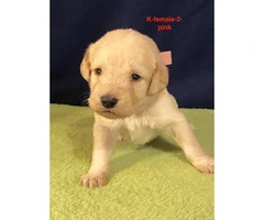 Beautiful F1 Labradoodle puppies with full CKC registration rights - 8