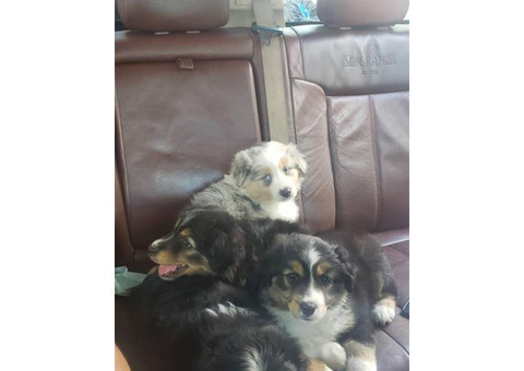 3 females left Mini Aussies puppies