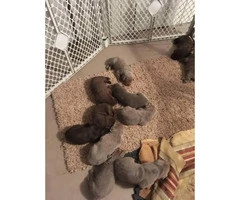 AKC lab puppies only chocolate males left - 1
