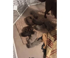 AKC lab puppies only chocolate males left - 2