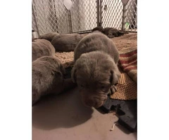 AKC lab puppies only chocolate males left - 3