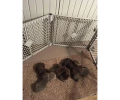 AKC lab puppies only chocolate males left - 6