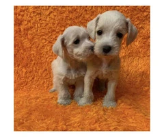 Attractive White Schanuzer $500 Each Puppy