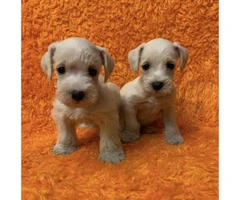 Attractive White Schanuzer $500 Each Puppy - 2