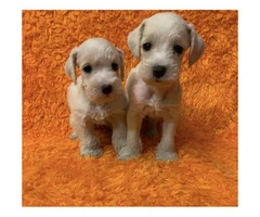 Attractive White Schanuzer $500 Each Puppy - 5