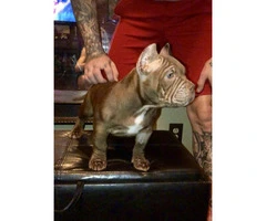 4 Male American Bullies Available - 2