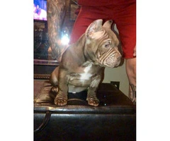 4 Male American Bullies Available - 3