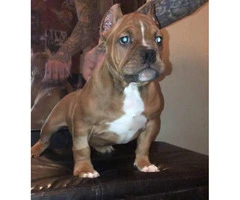 4 Male American Bullies Available - 4