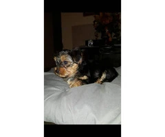 One beautiful male pure bred yorkie puppy