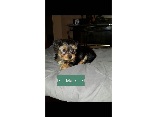 One beautiful male pure bred yorkie puppy in Norwich ...
