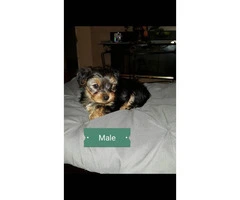 One beautiful male pure bred yorkie puppy - 2
