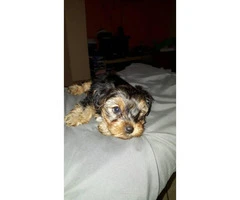 One beautiful male pure bred yorkie puppy - 3