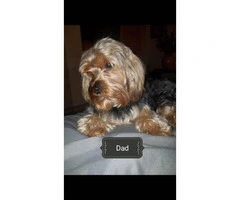 One beautiful male pure bred yorkie puppy - 4